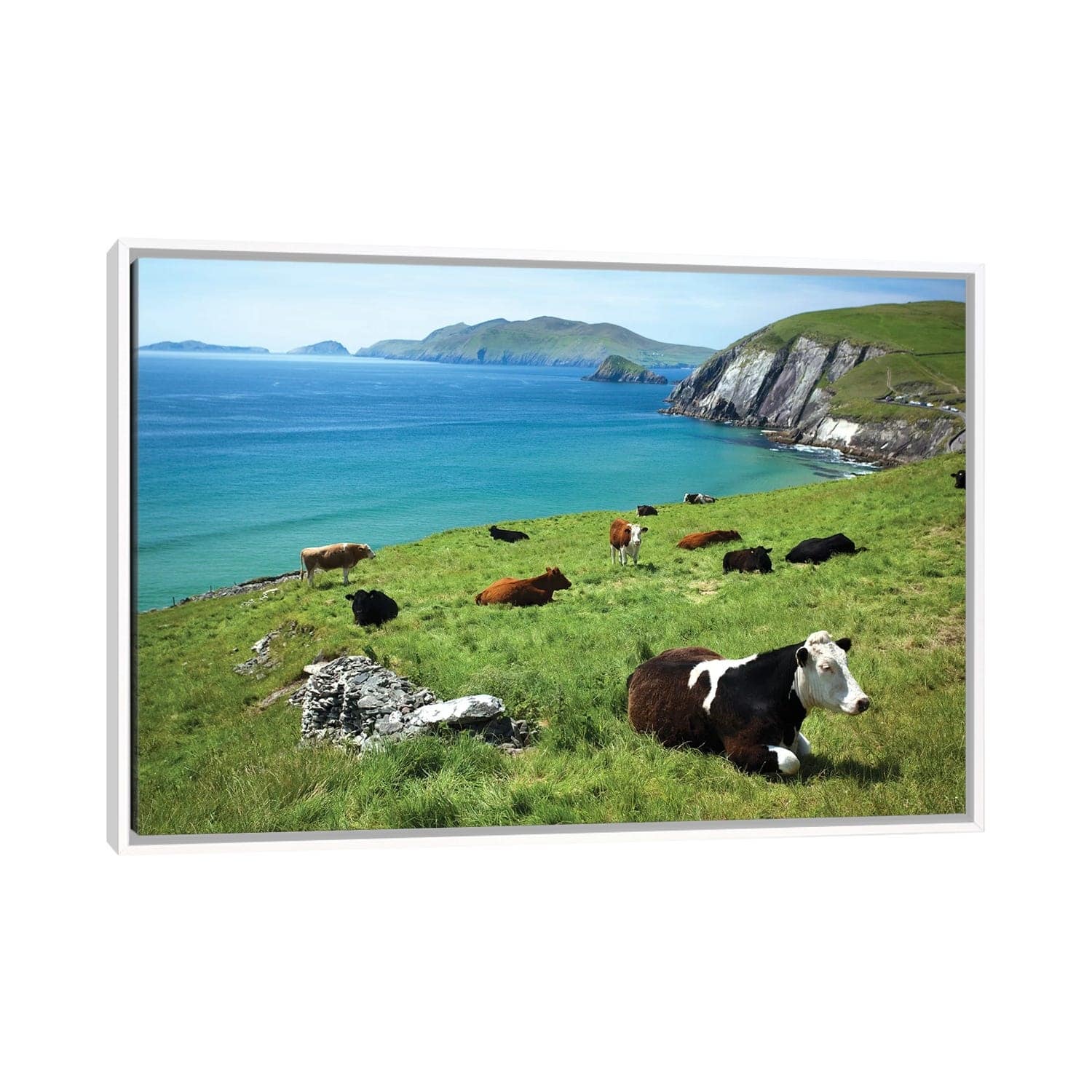 iCanvas "Cows Resting Above Coumeenoole Bay, Dingle Peninsula, County